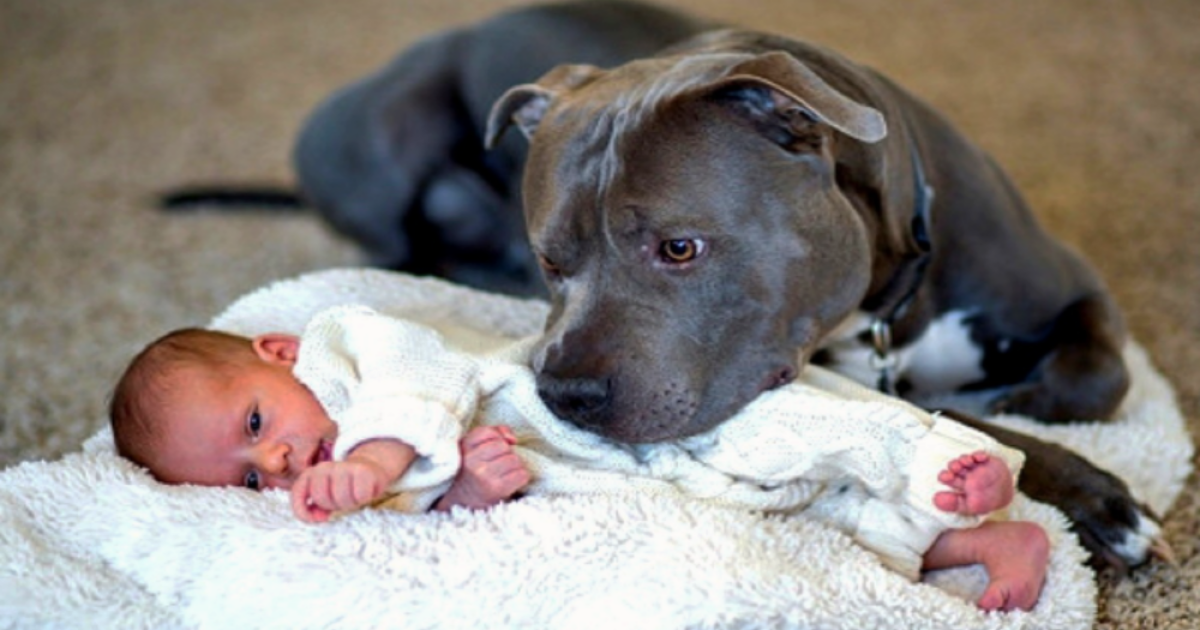 dog-refuses-to-let-baby-sleep-alone-when-parents-find-out-why-they